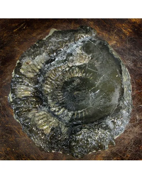 Ammonite Speetoniceras Versicolar