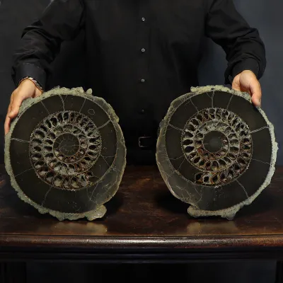 Ammonite Speetoniceras Versicolar