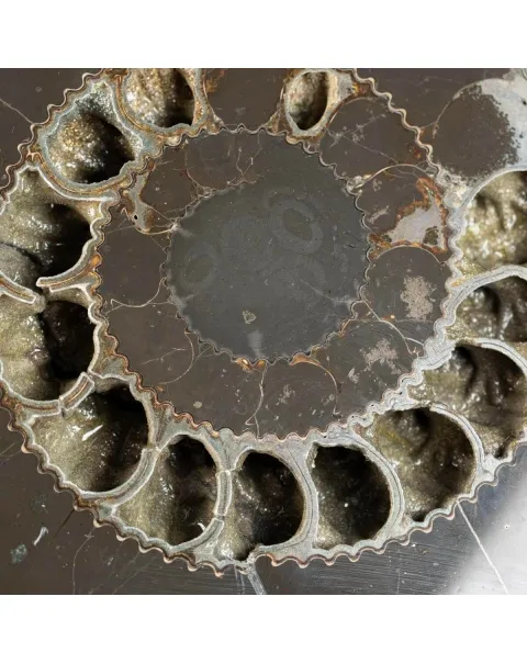 Ammonite Speetoniceras Versicolar