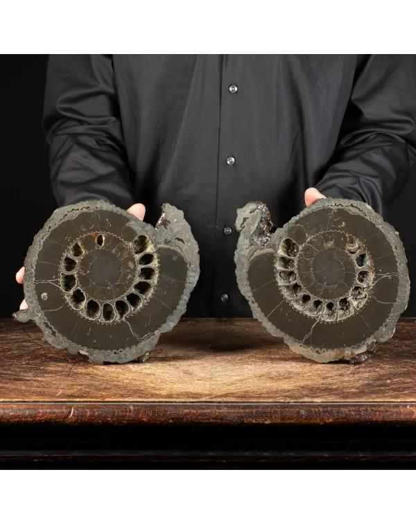Ammonite Speetoniceras Versicolar