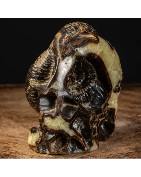 Ammonite in nodulo di Septaria