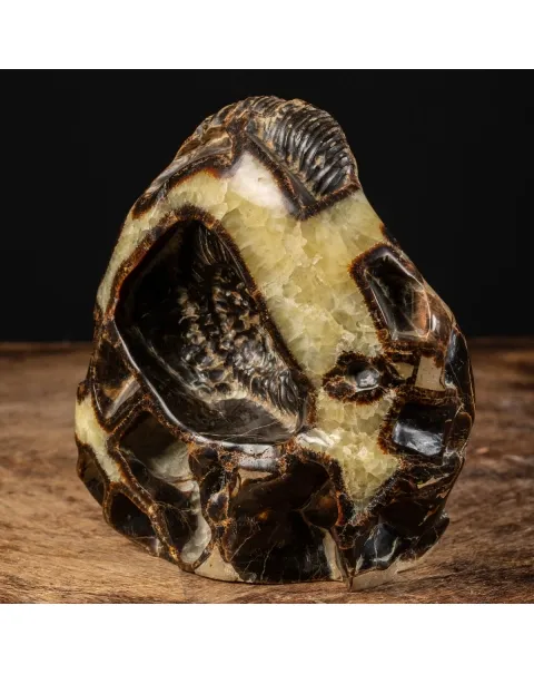 Ammonite in nodulo di Septaria