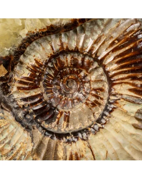 Ammonite in nodulo di Septaria