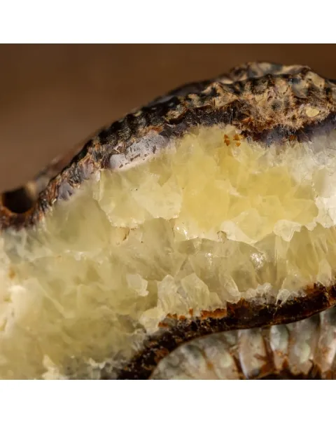 Ammonite in nodulo di Septaria