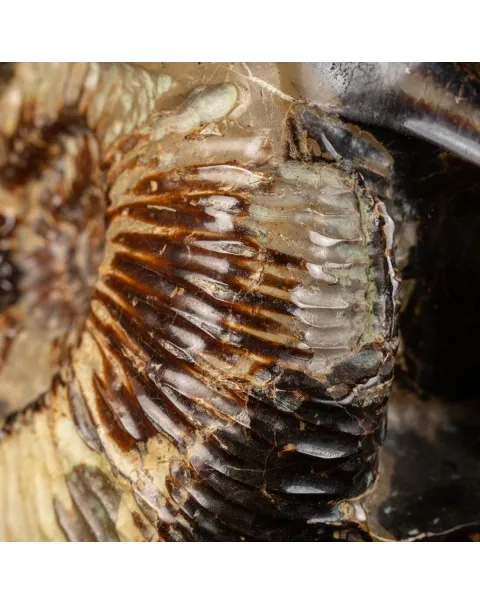 Ammonite in nodulo di Septaria