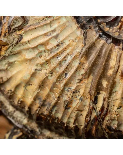 Ammonite in nodulo di Septaria