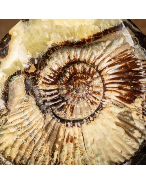 Ammonite in nodulo di Septaria