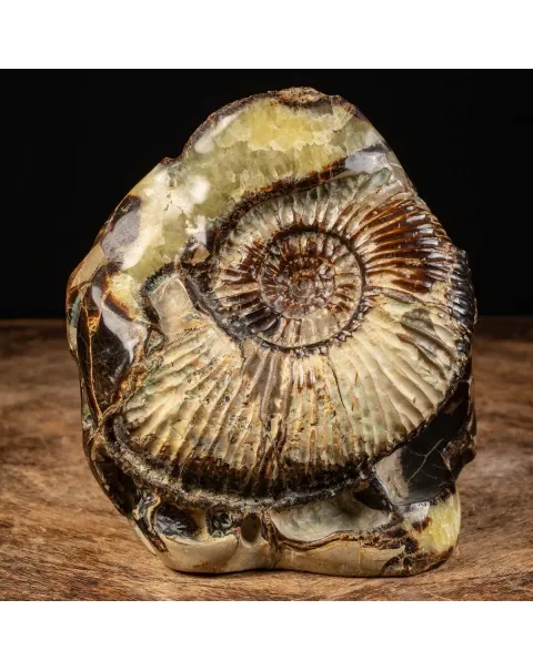Ammonite in nodulo di Septaria