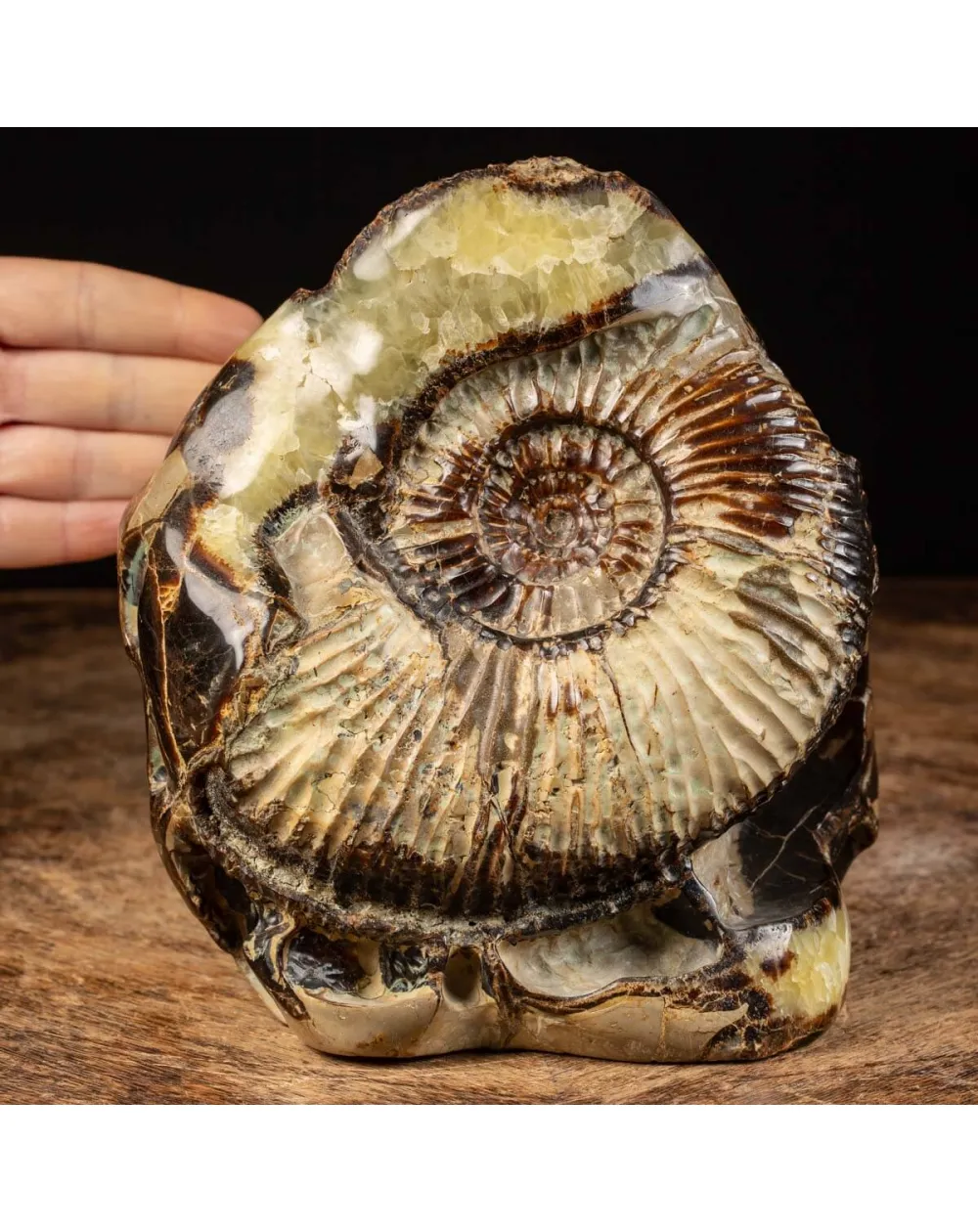 Ammonite in nodulo di Septaria