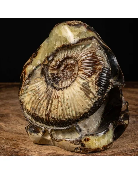 Ammonite in nodulo di Septaria