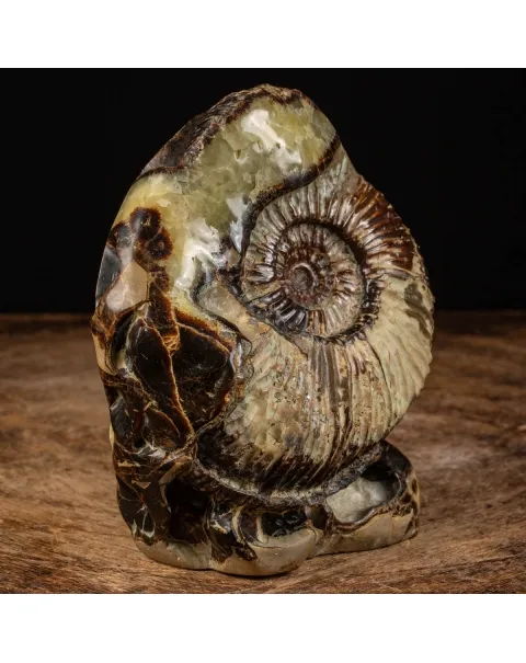 Ammonite in nodulo di Septaria