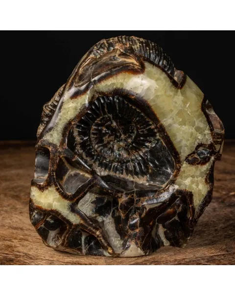 Ammonite in nodulo di Septaria