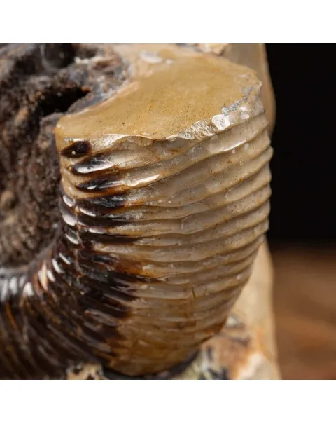 Ammonite Fossile in Nodulo di  Septaria