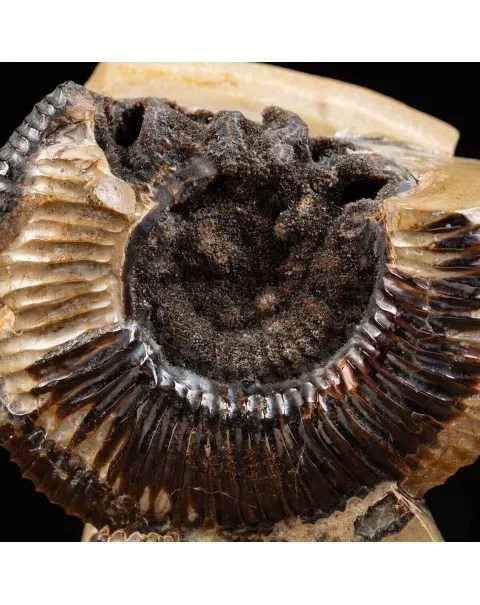 Ammonite Fossile in Nodulo di  Septaria