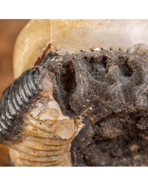 Ammonite Fossile in Nodulo di  Septaria