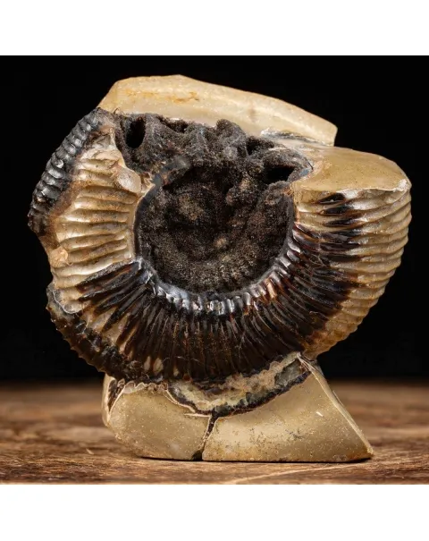 Ammonite Fossile in Nodulo di  Septaria