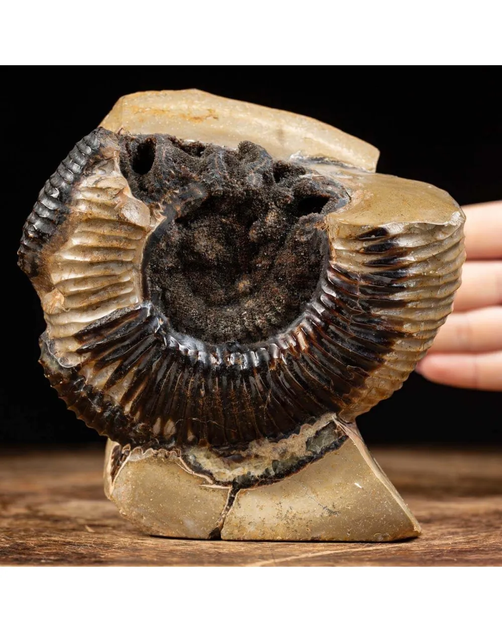 Ammonite Fossile in Nodulo di  Septaria