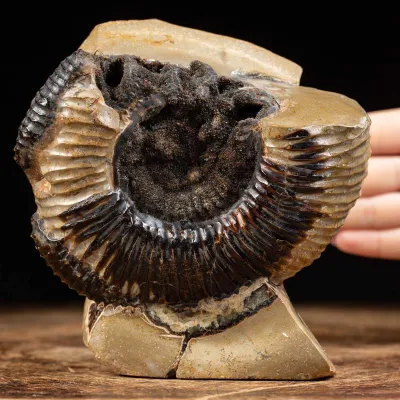 Ammonite Fossile in Nodulo di Septaria