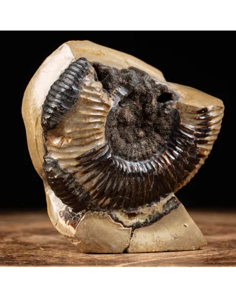 Ammonite Fossile in Nodulo di  Septaria