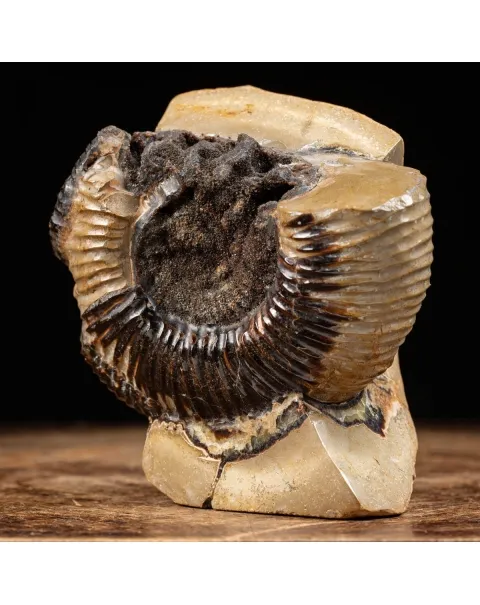 Ammonite Fossile in Nodulo di  Septaria