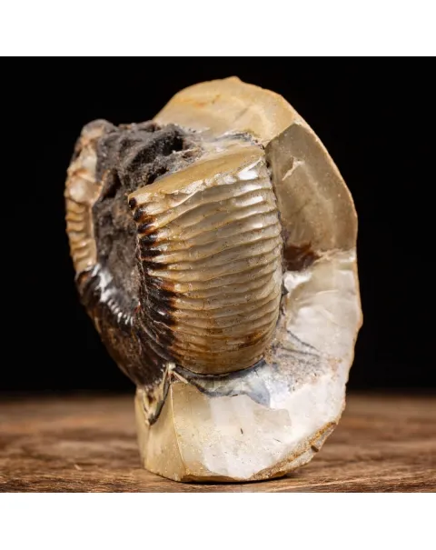 Ammonite Fossile in Nodulo di  Septaria