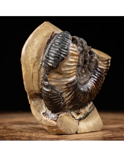 Ammonite Fossile in Nodulo di  Septaria