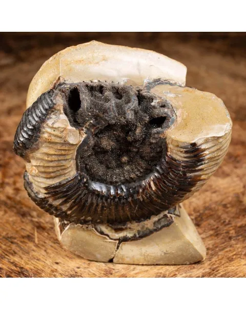 Ammonite Fossile in Nodulo di  Septaria