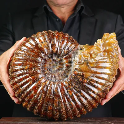 Grande Ammonite Fossile Douvilliceras – Un Capolavoro di Aragonite Preistorica dal Madagascar.