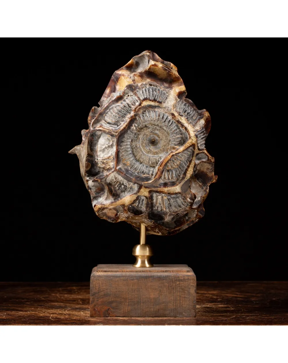 Ammonite Douvilleiceras su Septaria