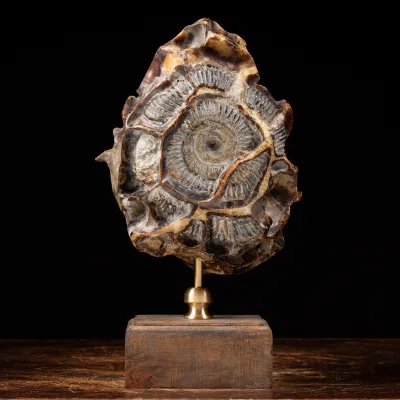 Ammonite Douvilleiceras su Septaria