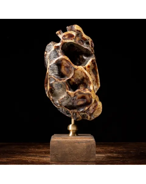 Ammonite Douvilleiceras su Septaria