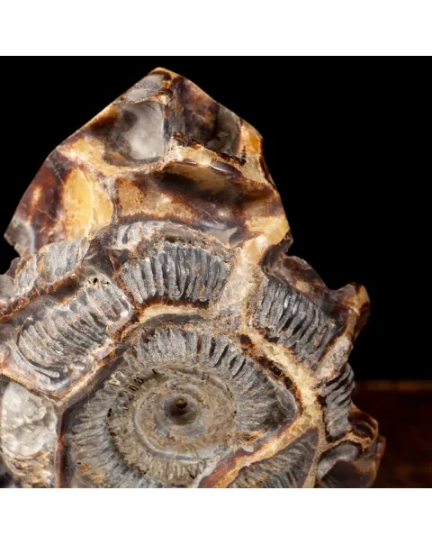 Ammonite Douvilleiceras su Septaria