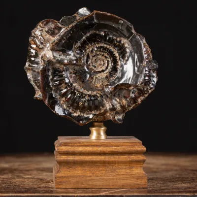 Ammonite Douvilleiceras su Septaria