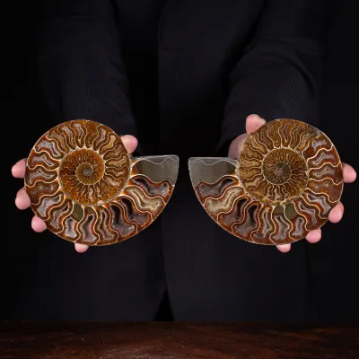 Ammonite Cleoniceras sezionata