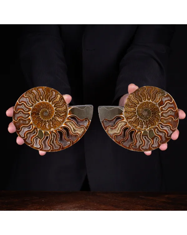 Ammonite Cleoniceras sezionata 