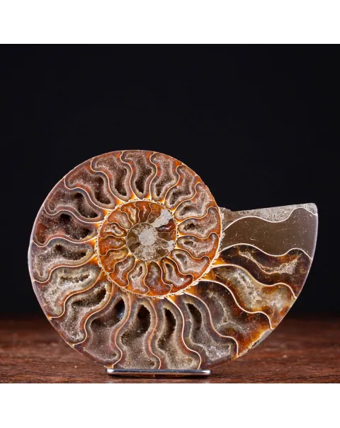 Ammonite Cleoniceras sezionata