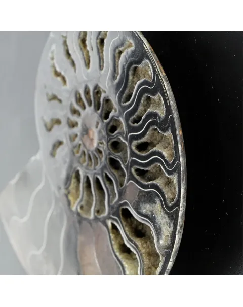 Ammonite Cleoniceras su Cornice 