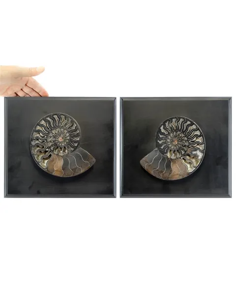 Ammonite Cleoniceras su Cornice 