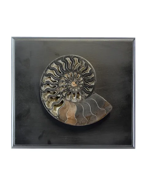 Ammonite Cleoniceras su Cornice 