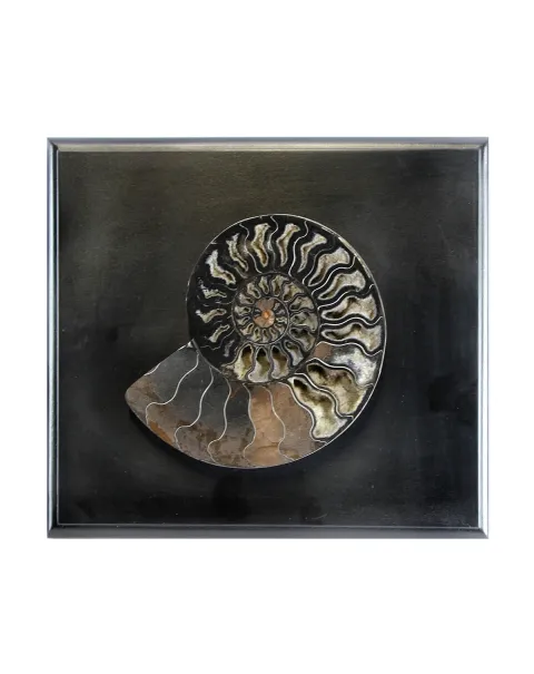 Ammonite Cleoniceras su Cornice 