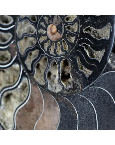 Ammonite Cleoniceras su Cornice 