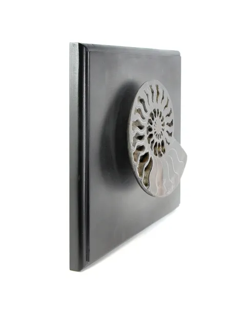 Ammonite Cleoniceras su Cornice 