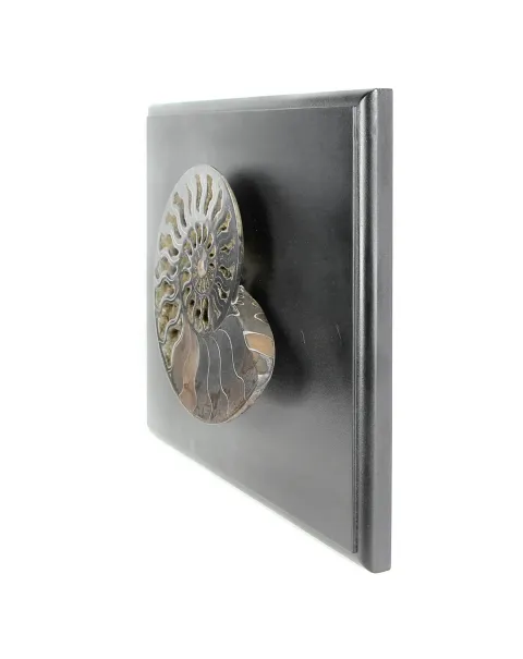 Ammonite Cleoniceras su Cornice 