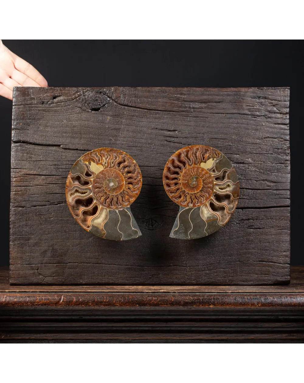 Ammonite Cleoniceras su Cornice