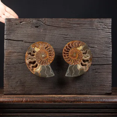 Ammonite Cleoniceras su Cornice