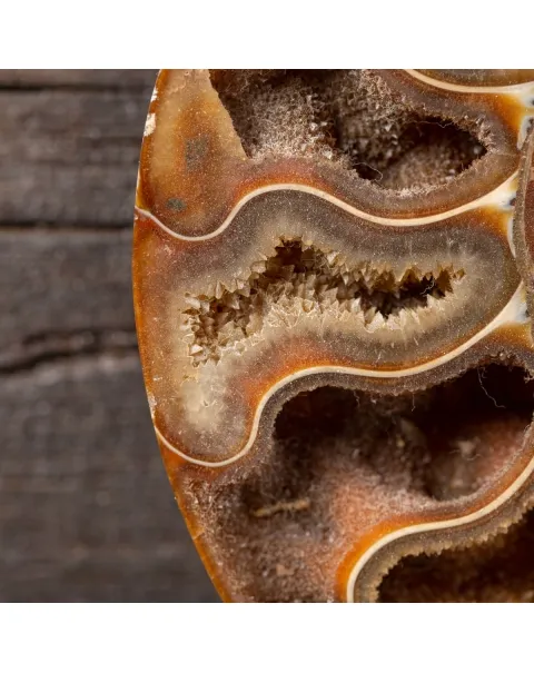 Ammonite Cleoniceras su Cornice