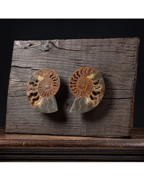 Ammonite Cleoniceras su Cornice