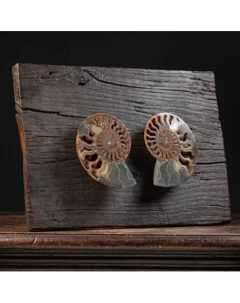Ammonite Cleoniceras su Cornice