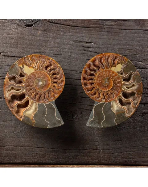 Ammonite Cleoniceras su Cornice