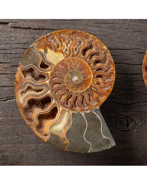 Ammonite Cleoniceras su Cornice